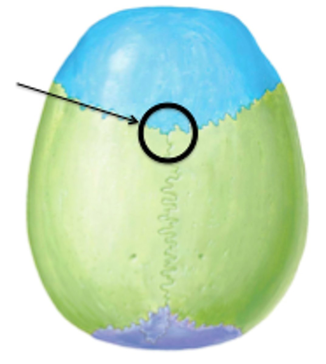 <p>junction of the skull sutures</p><p>tippy top, most anterior</p><p>where three sutures collide</p>