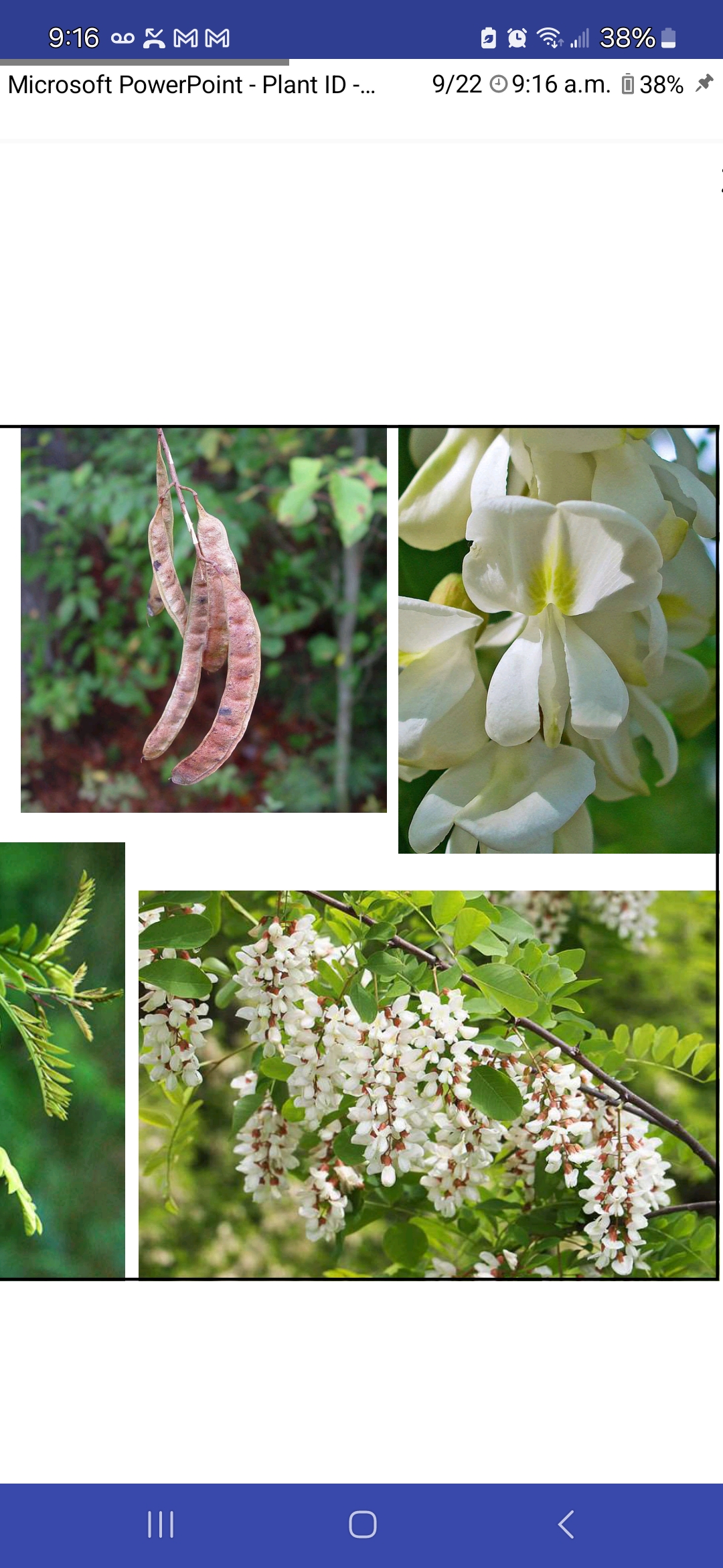 <p>Robinia pseudoacacia, Fabaceae</p>