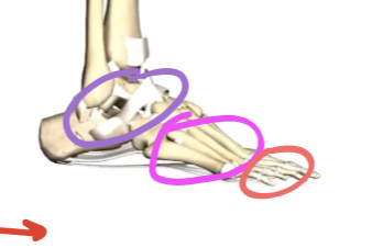 <p>metacarpals and phalanges </p>