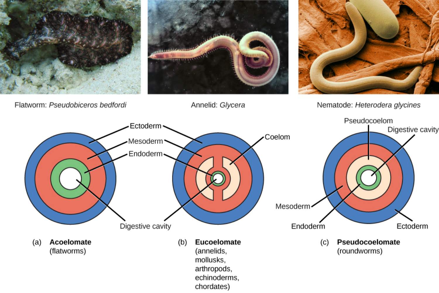 nematode