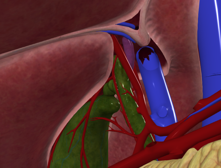 <p>What is highlighted in purple</p>