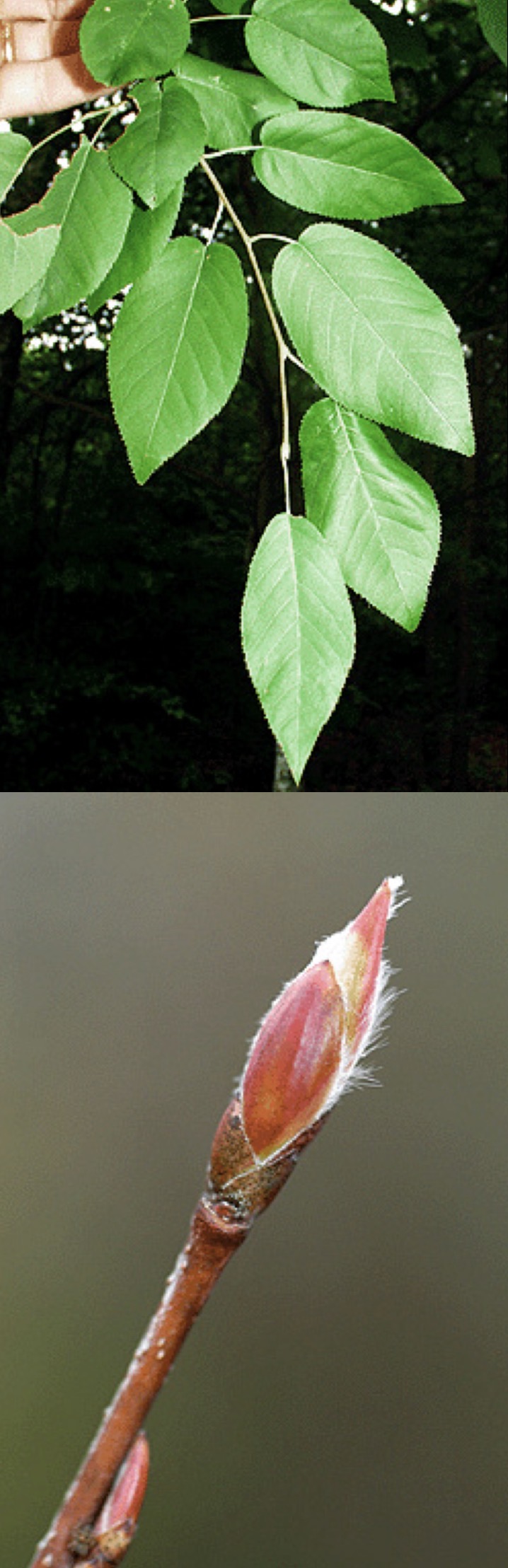 <p>downy serviceberry </p>