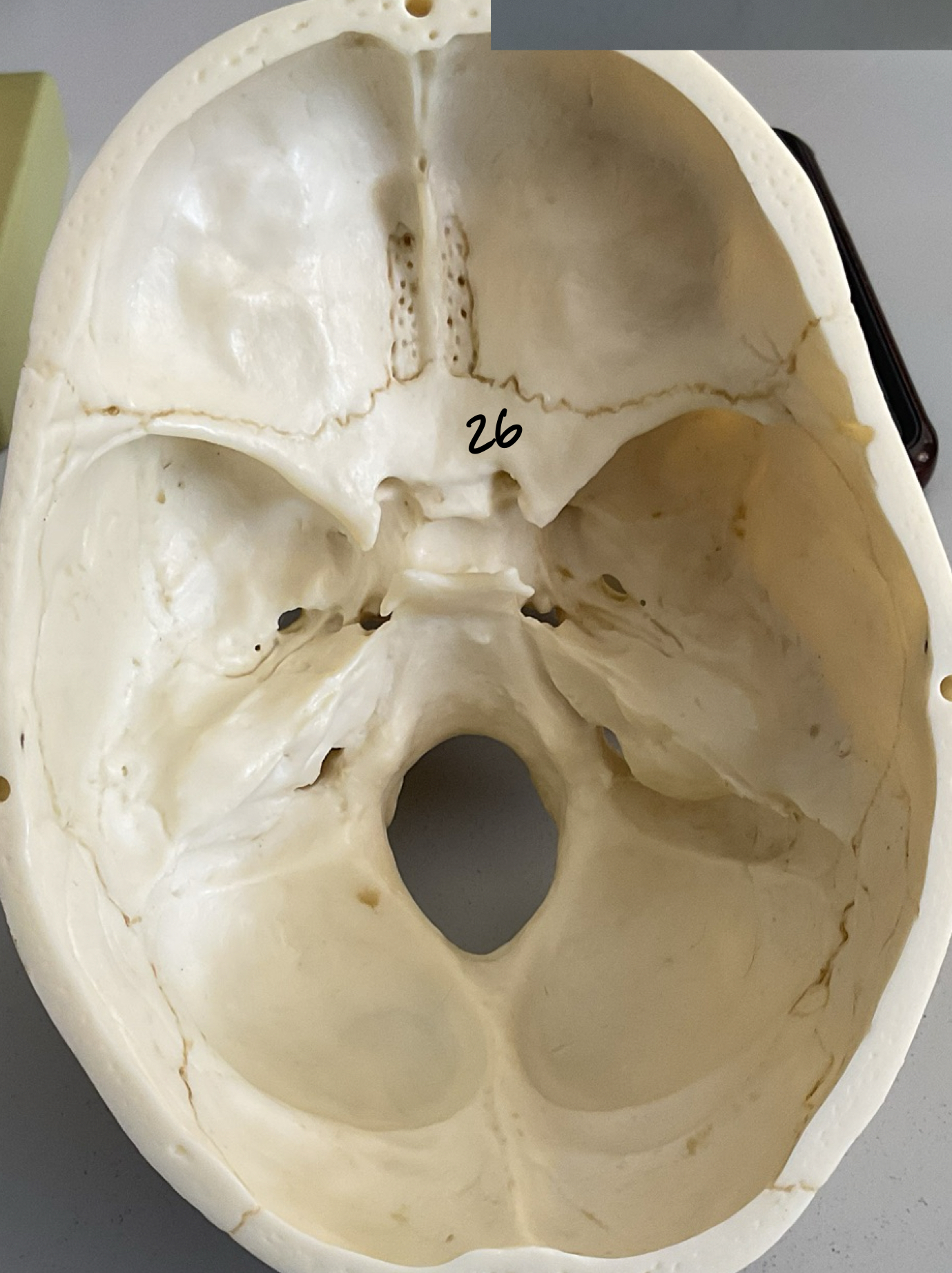 <p>26</p>