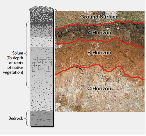 <p>describe the <strong>C horizon.</strong></p>