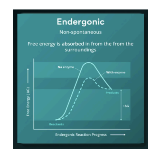 <p>Endergonic </p>