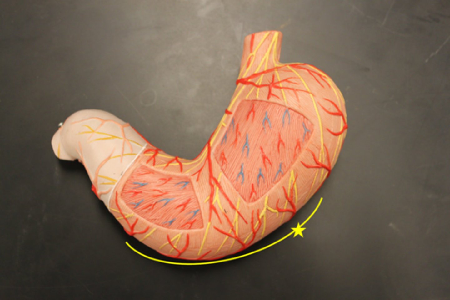 <p>convex lateral surface of the stomach</p>