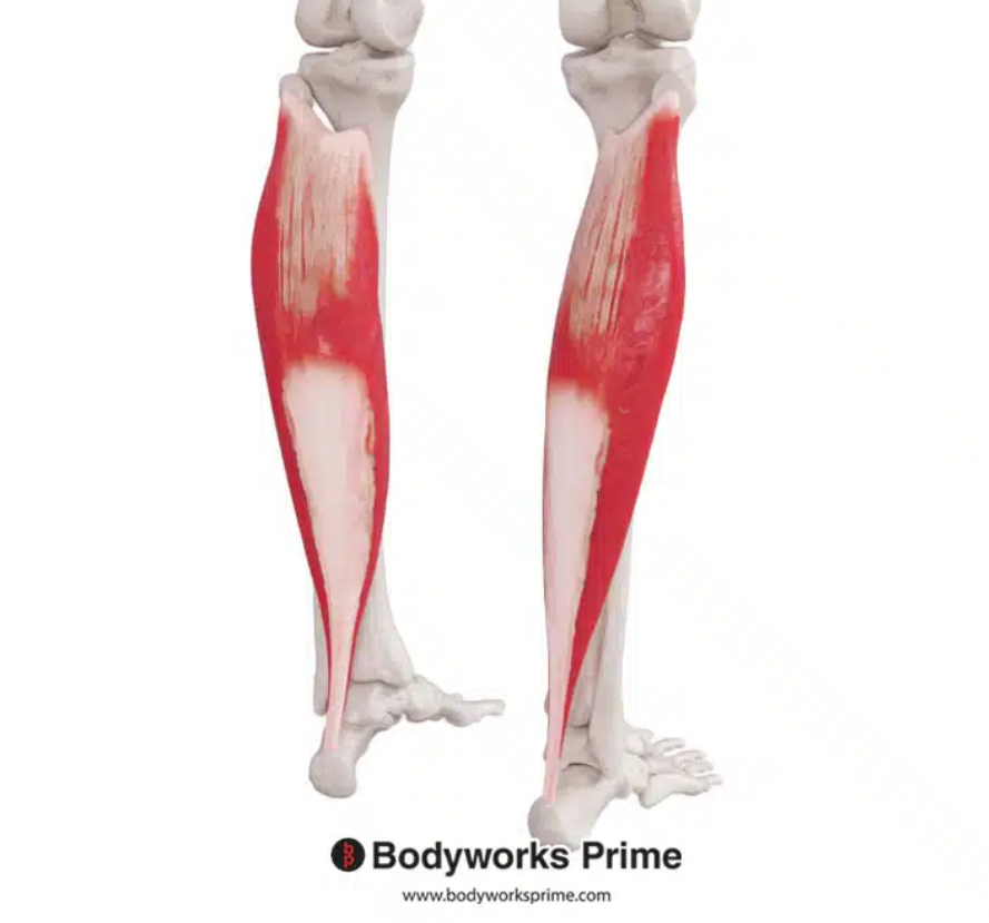 <p>What muscle is highlighted?</p>