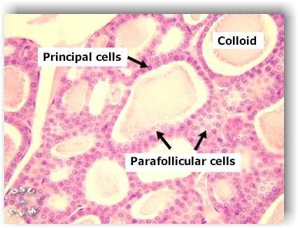 <p>cells between thyroid follicles which produce calcitonin</p>