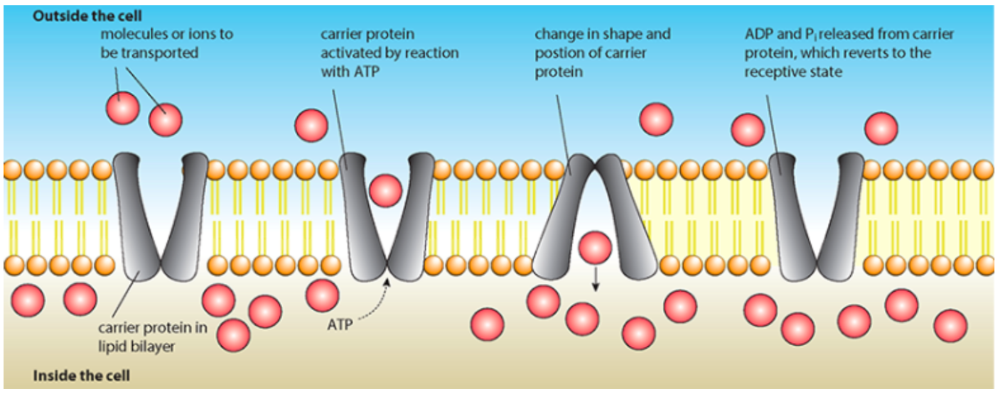 <p>movement of molecules from an area of lower to higher concentration against a concentration gradient, using metabolic energy (from breakdown of ATP) and pump proteins, it is specific</p>