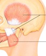 <p>muscle in jaw. elevate and retract the mandible</p>