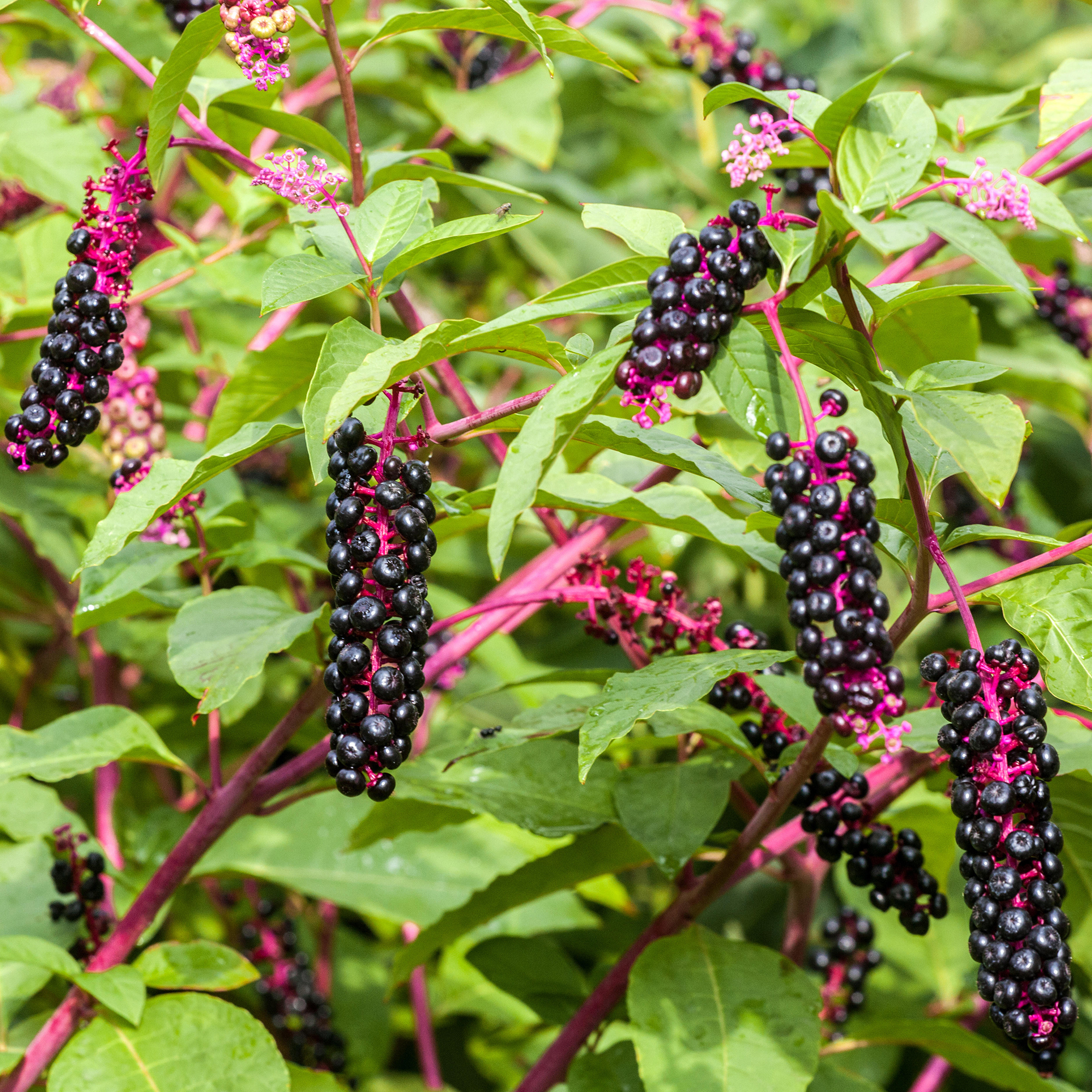 <ul><li><p>simple</p></li><li><p>smooth</p></li><li><p>alternate</p></li></ul><p></p>