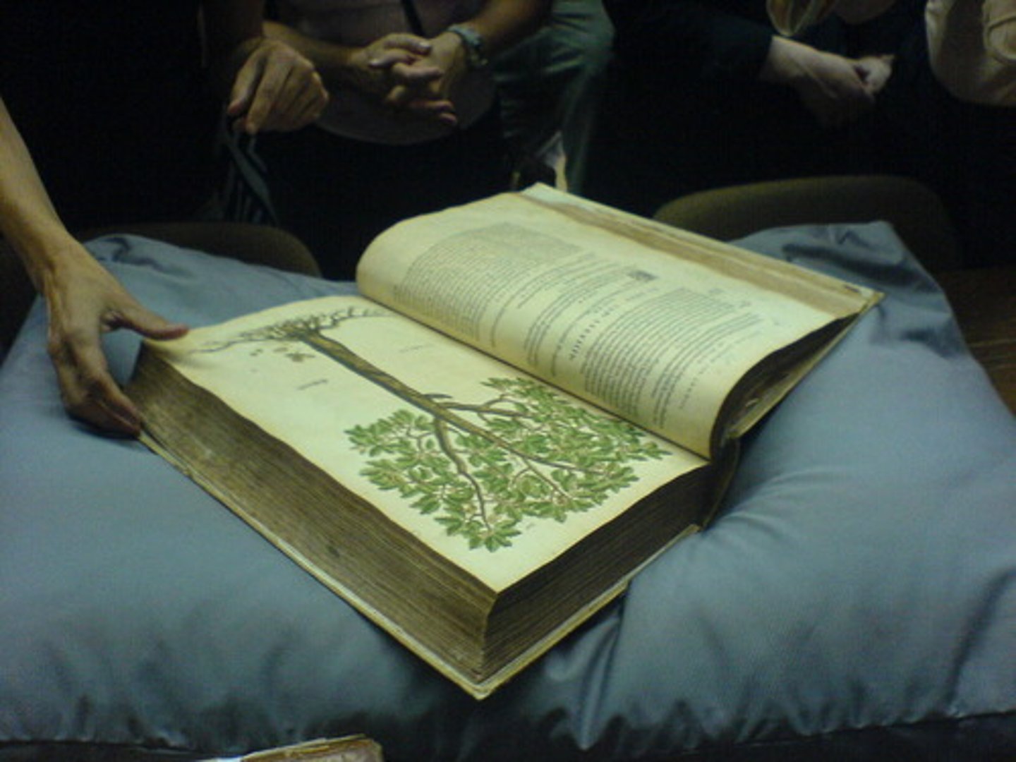 <p>study of plants</p>