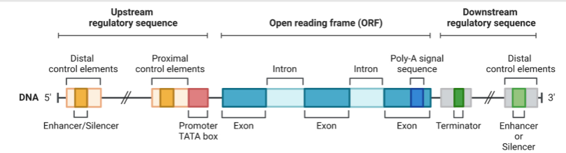 <p>genes are flanked by regulatory sequences</p>