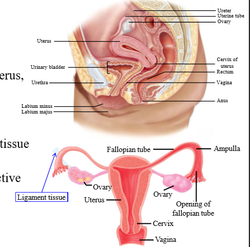 <p>Connective tissue with follicles</p>