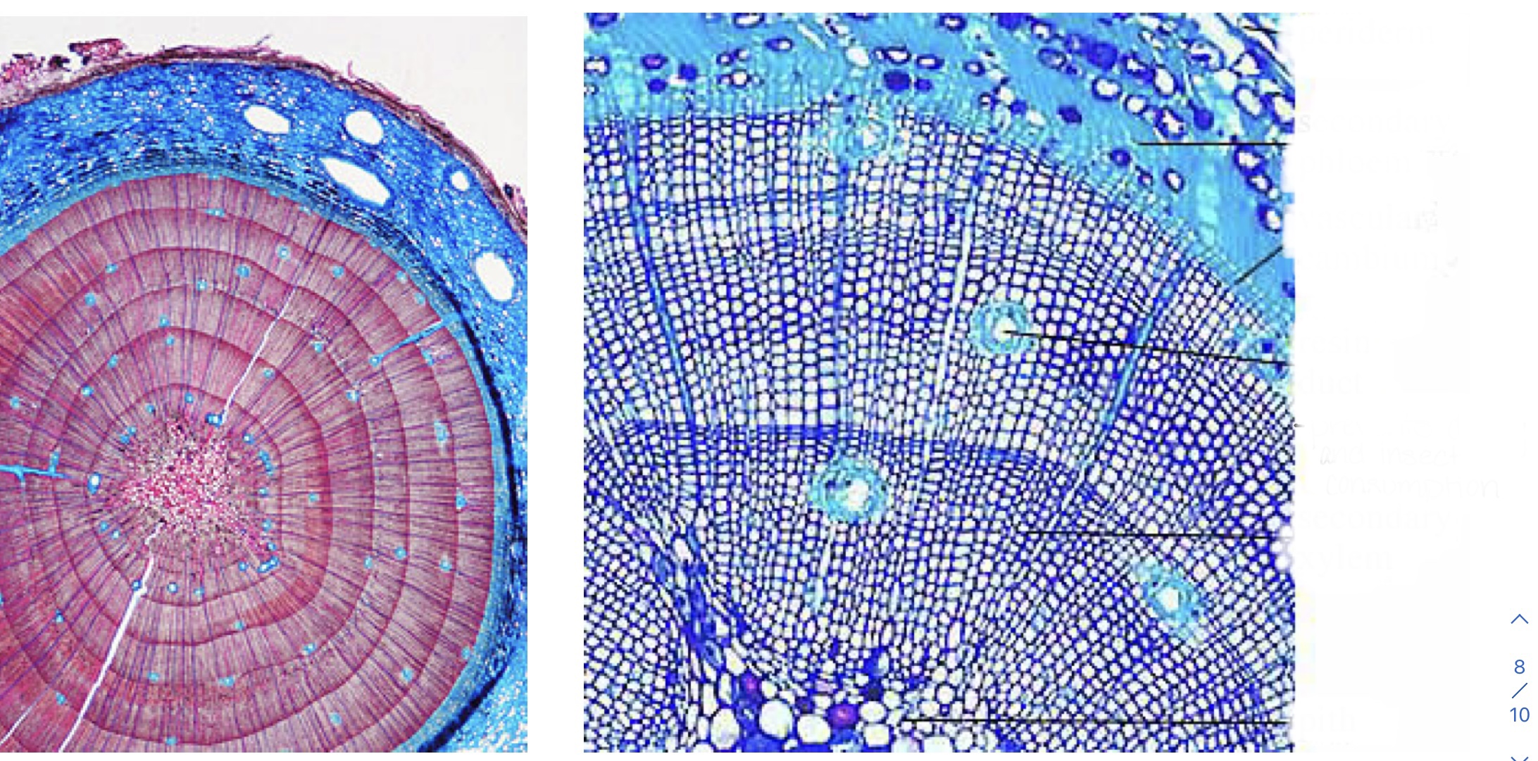 Identify the pith, annual rings, secondary xylem, early-wood, late-wood, rays, vascular cambium, secondary phloem, and cork. (Pinus stem)
