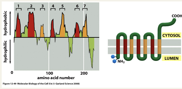<ul><li><p>because transmembrane helices typically contain only apolar amino acid residues, they can be predicted from the proteins sequence </p></li><li><p>a hydropathy plot of the rhodopsin amino acid sequence identifies the 7 membrane helices </p></li></ul><p></p>