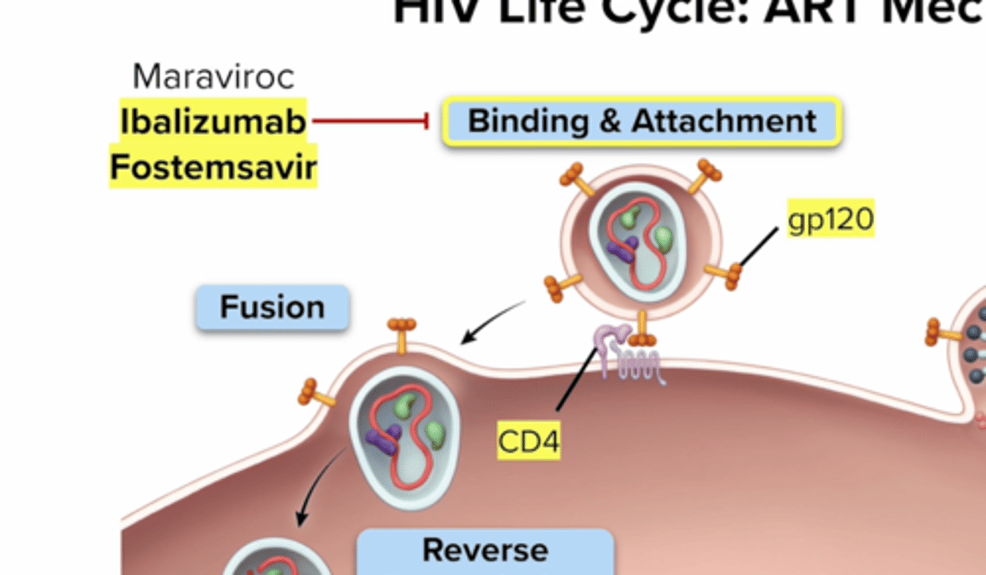 <p>step: Hiv attaches to CD4 receptor and Coreceptor CCR5 and or CXCR4</p><p>CCR5 Antagonist: Maraviroc (Selzentry) - tropism test prior to use</p><p>Post Attachment Inhibitors: Ibalizumab-uiyk (Trogarzo) - cd4 diected</p><p>Attachment Inhibitor: Fostemsavir (Rukobia) - blocks gp120</p>