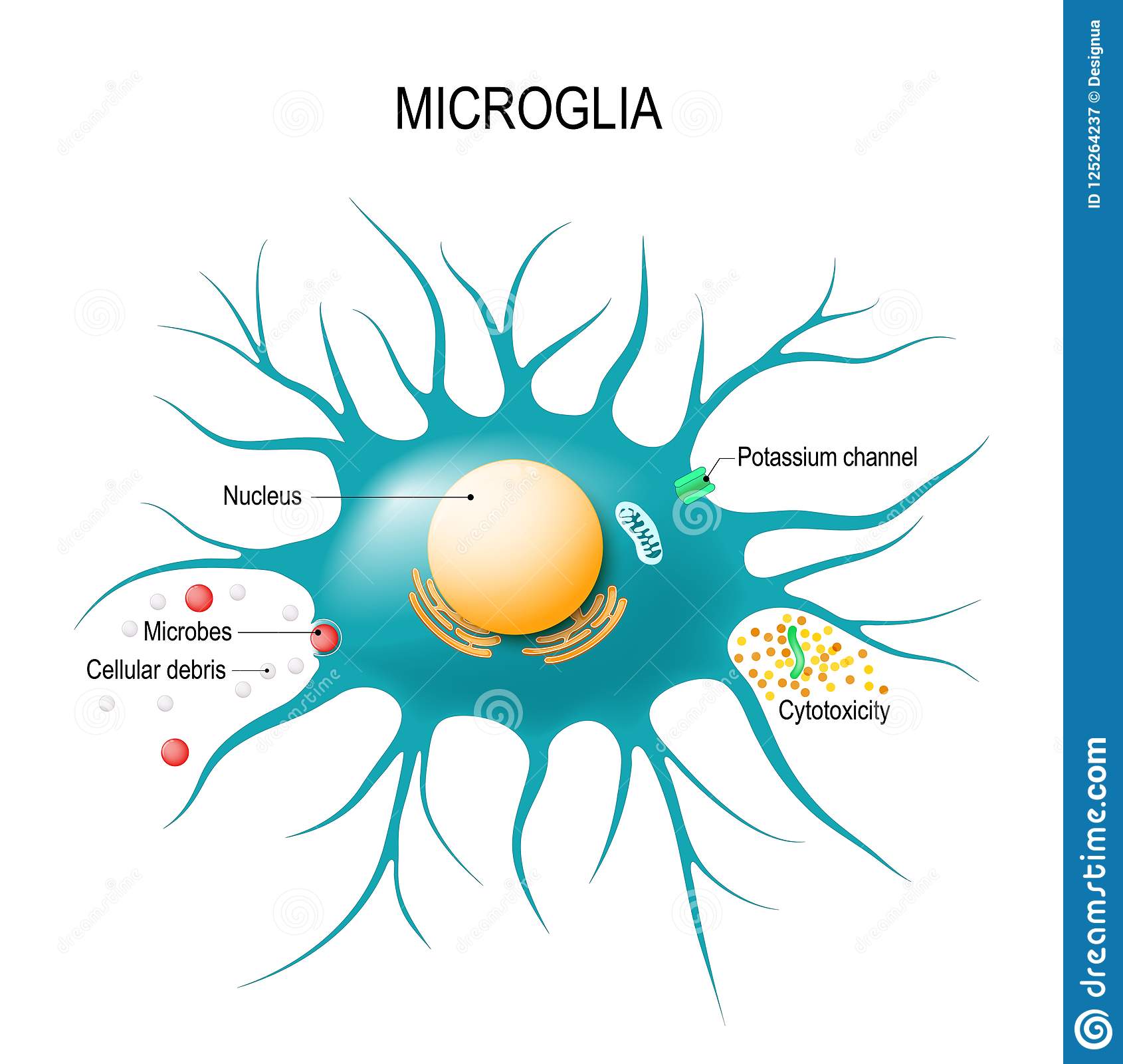 <p>change into macrophages-defenders, first to respond when something goes wrong in the brain</p>