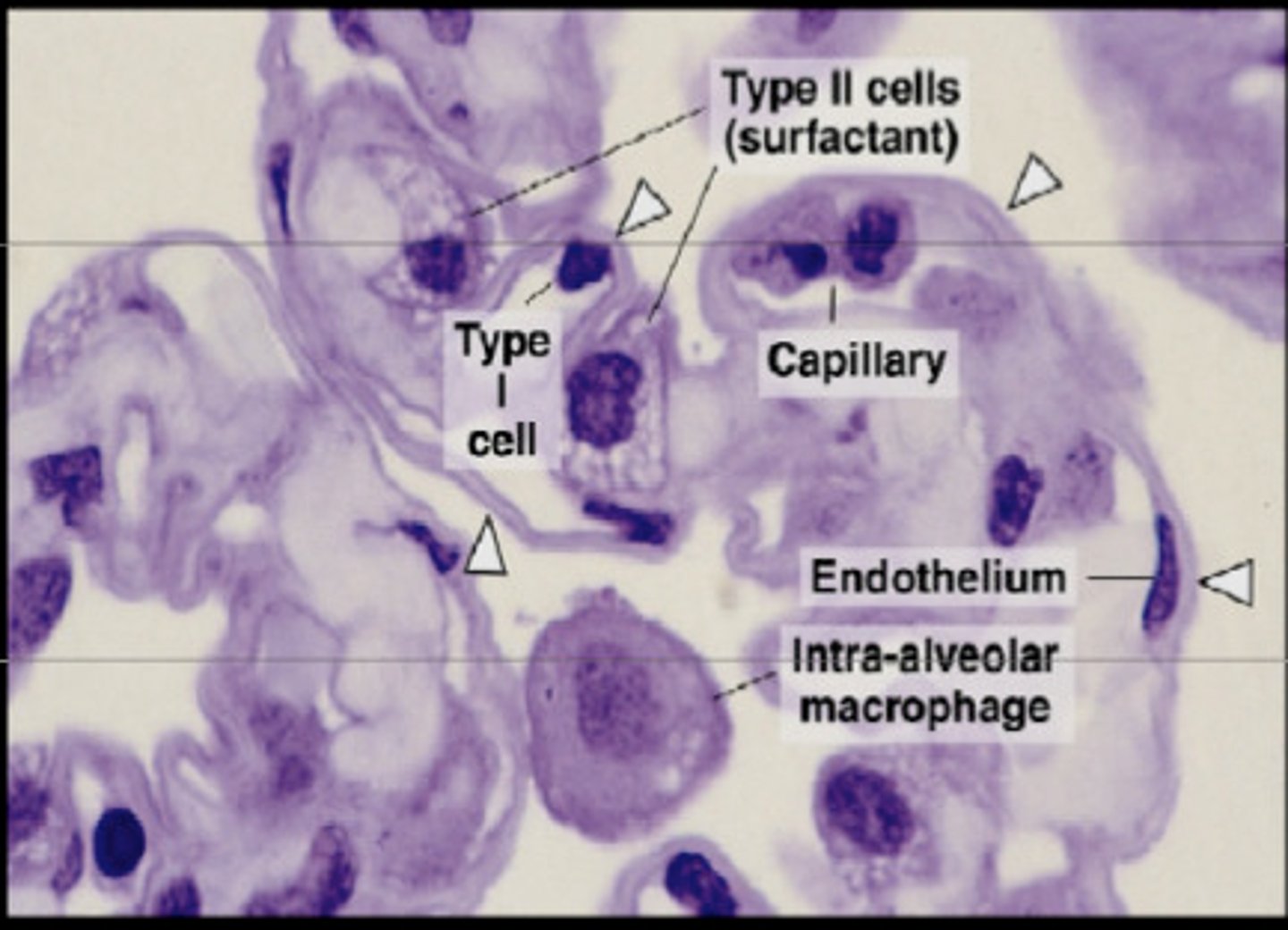 <p>5%, function to repair type I cells and secrete surfactant</p>