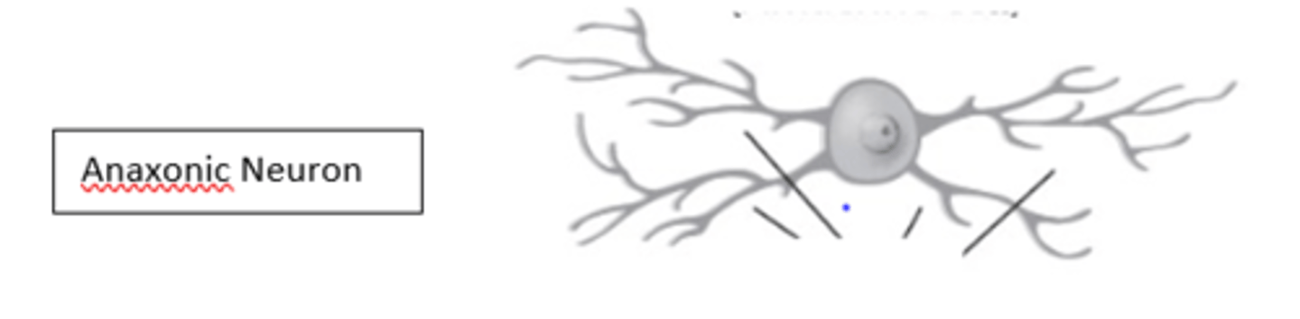 <p>What type of cell is in the image?</p>