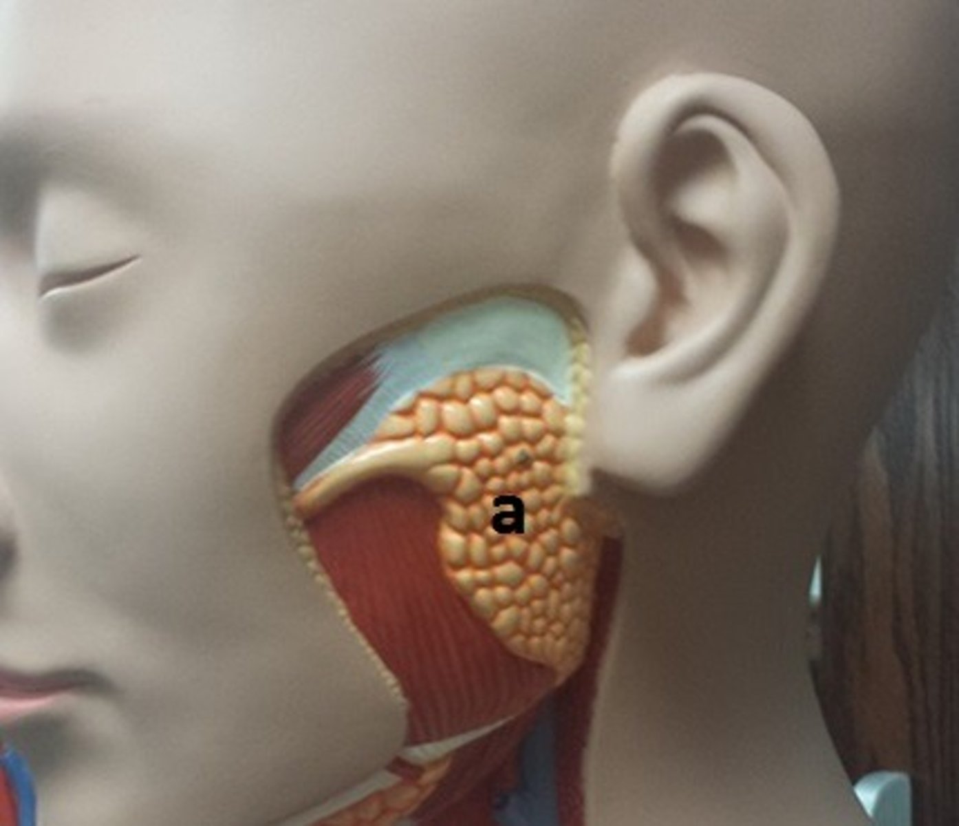 <p>What cranial nerve controls secretions from this structure?</p>