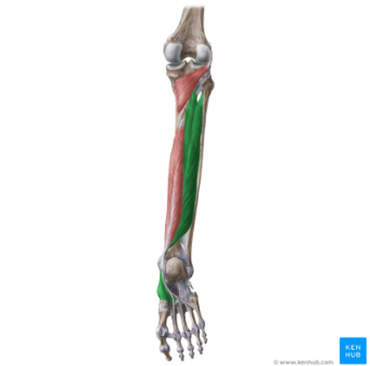 <p>what is the muscle highlighted in green?</p>