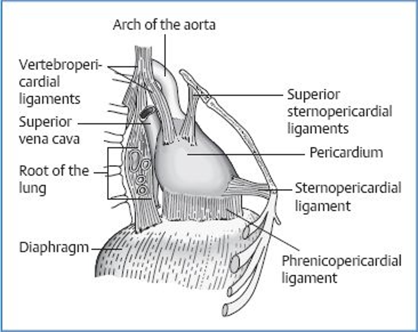 <p>attaches fibrous pericardium anteriorly to the posterior surface of sternum</p>