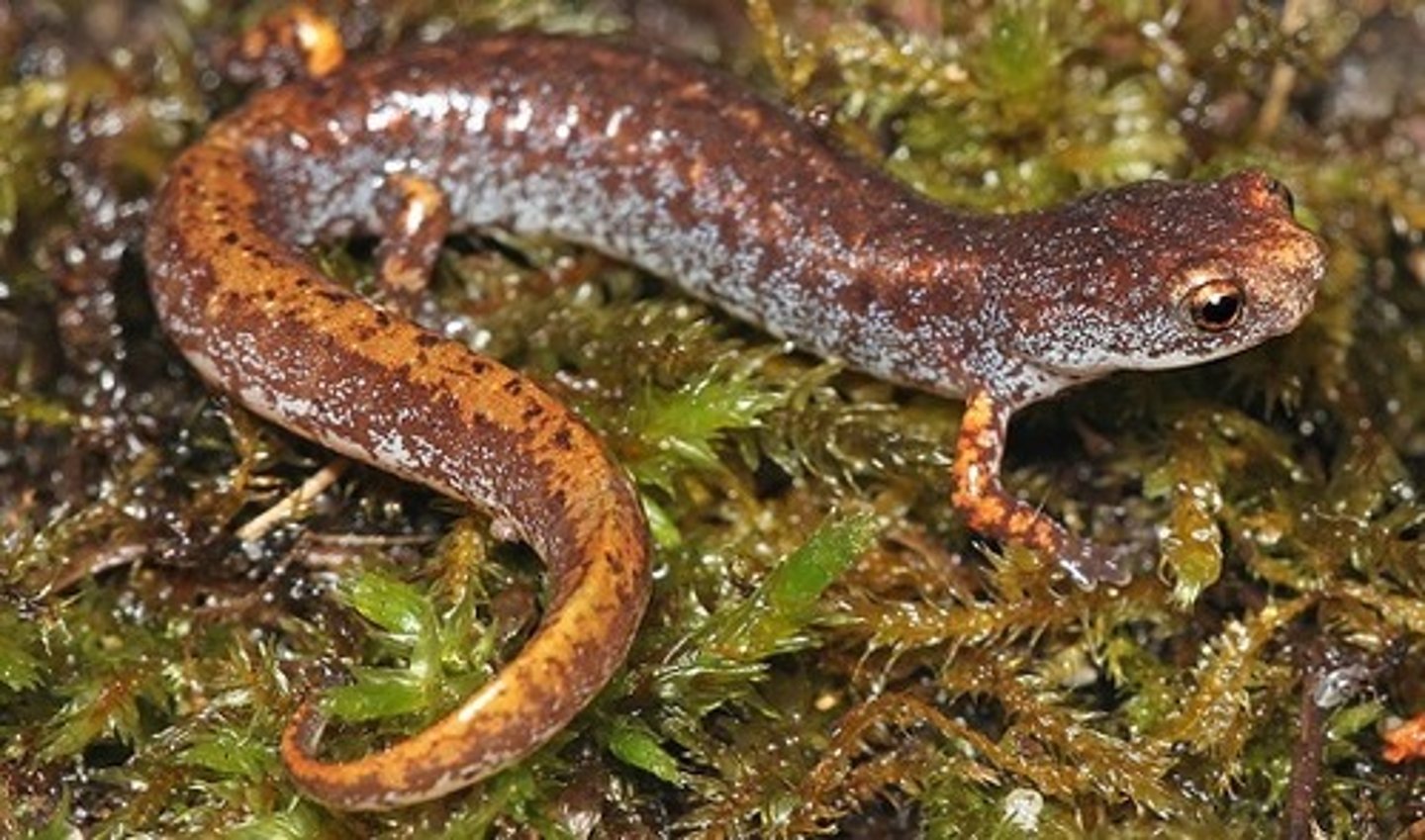 <p>Hemidactylium scutatum (Special Concern)</p>