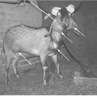 <ul><li><p>Morel’s Disease in Sheep/Goats</p><ul><li><p>Abscesses near cervical lymph node and in lungs</p></li><li><p>The abscesses are caused by coordination w. Cornybacterium pseudotuberculosis (which causes Caesous lymphadenitisi)</p></li></ul></li></ul><p></p>