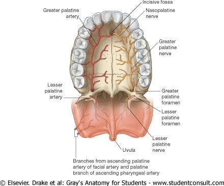 <p>The hard palate via the greater palatine foramina</p>