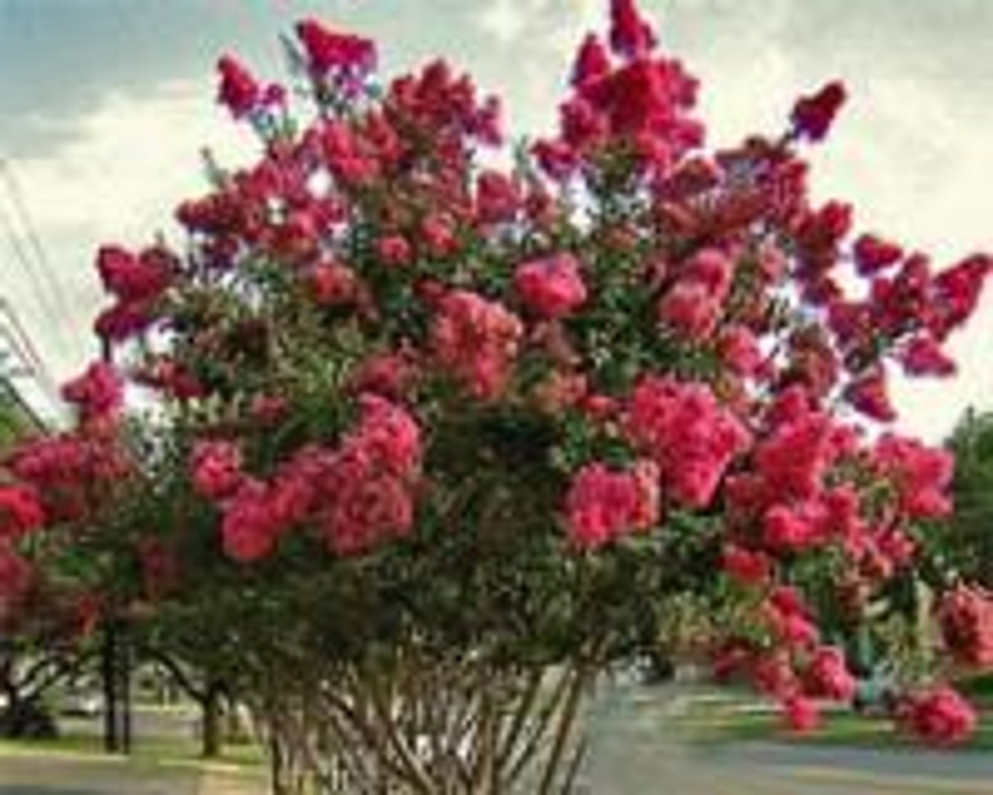 <p>Lagerstroemia indica, Lythraceae</p>