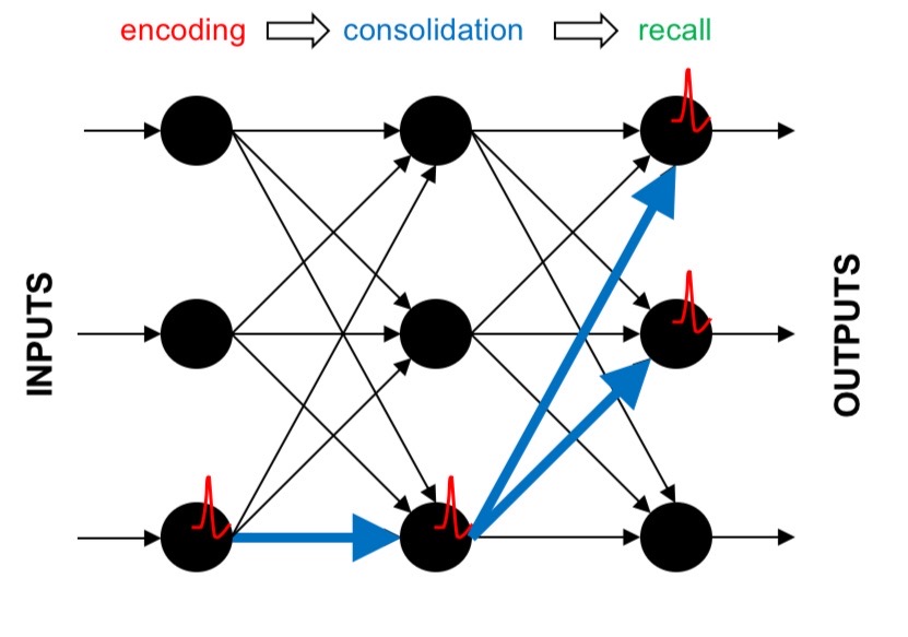 <p>Encoding first, then consolidation second, then each time after that is recal</p><p></p>