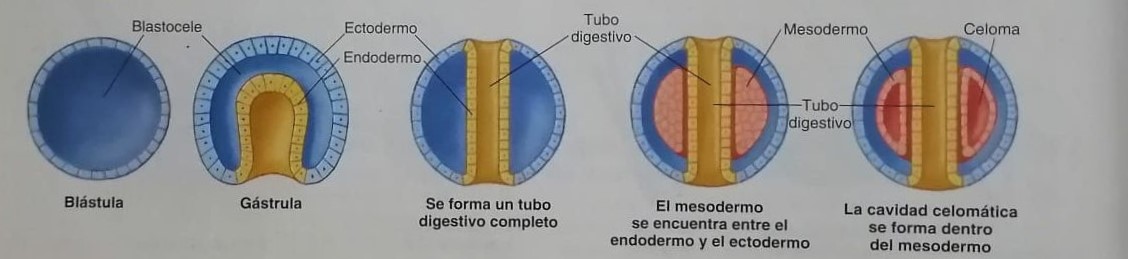  3 hojas embrionarias y 2 cavidades corporales que se mantiene en el adulto.
