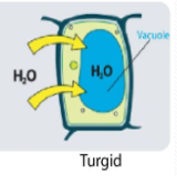 <p>The force of water in the vacuole pressing against the cell wall, expands only until  back pressure is exerted that limits further water intake<br>Keeps the cell healthy.</p>