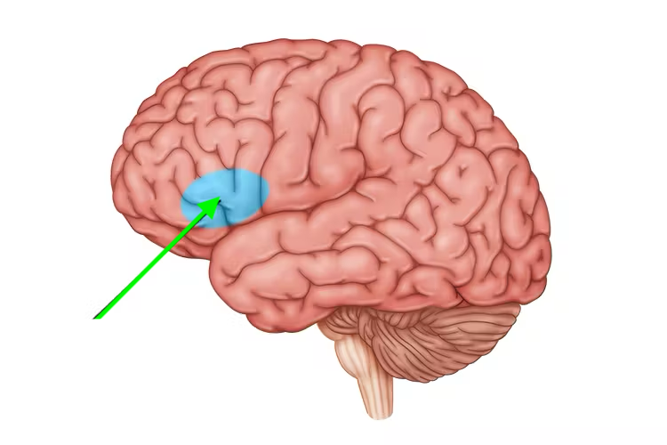 <p>what brain area is this?</p>
