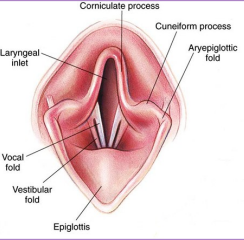 <p><span>Laryngeal Paralysis</span></p>