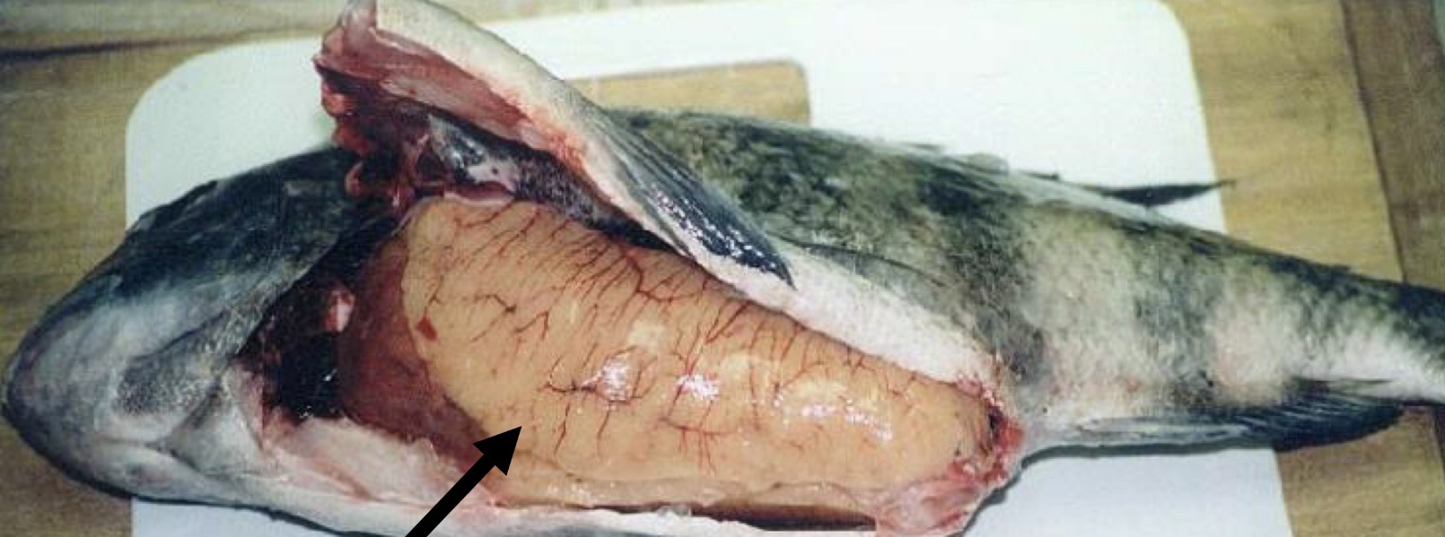 <p>what is the picture representing?</p>