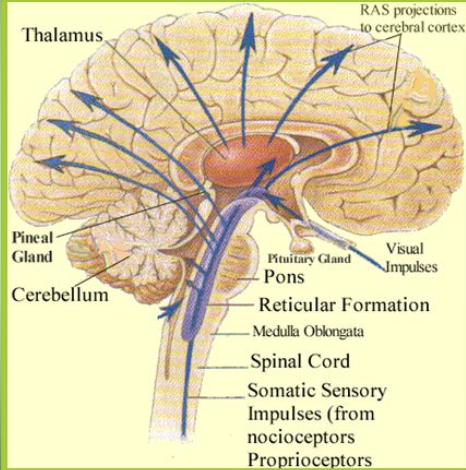 <p>ARAS (ascending reticular activation system)</p>