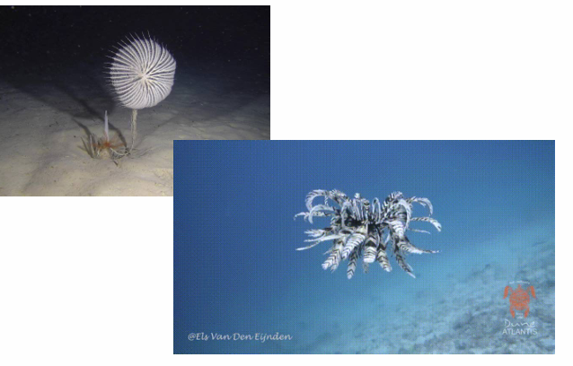 <ul><li><p>sea lilies are attached to a surface by a stalk, are sessile</p></li><li><p>feather stars are more motile</p></li></ul><p></p>
