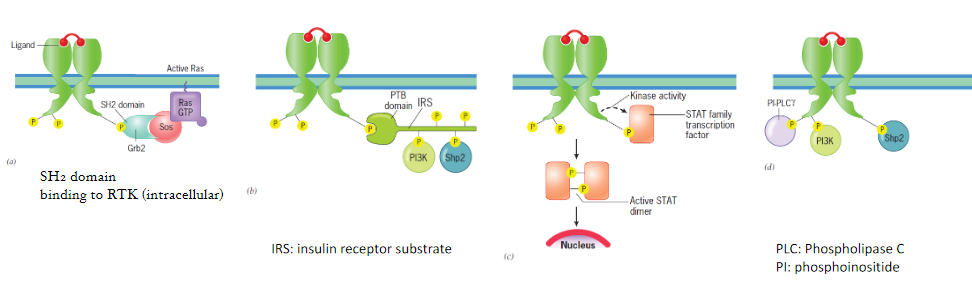 - adaptor proteins (Grb2)
- docking proteins (IRS)
- transcription factors (STAT)
- signaling enzymes (PLC-gamma)
