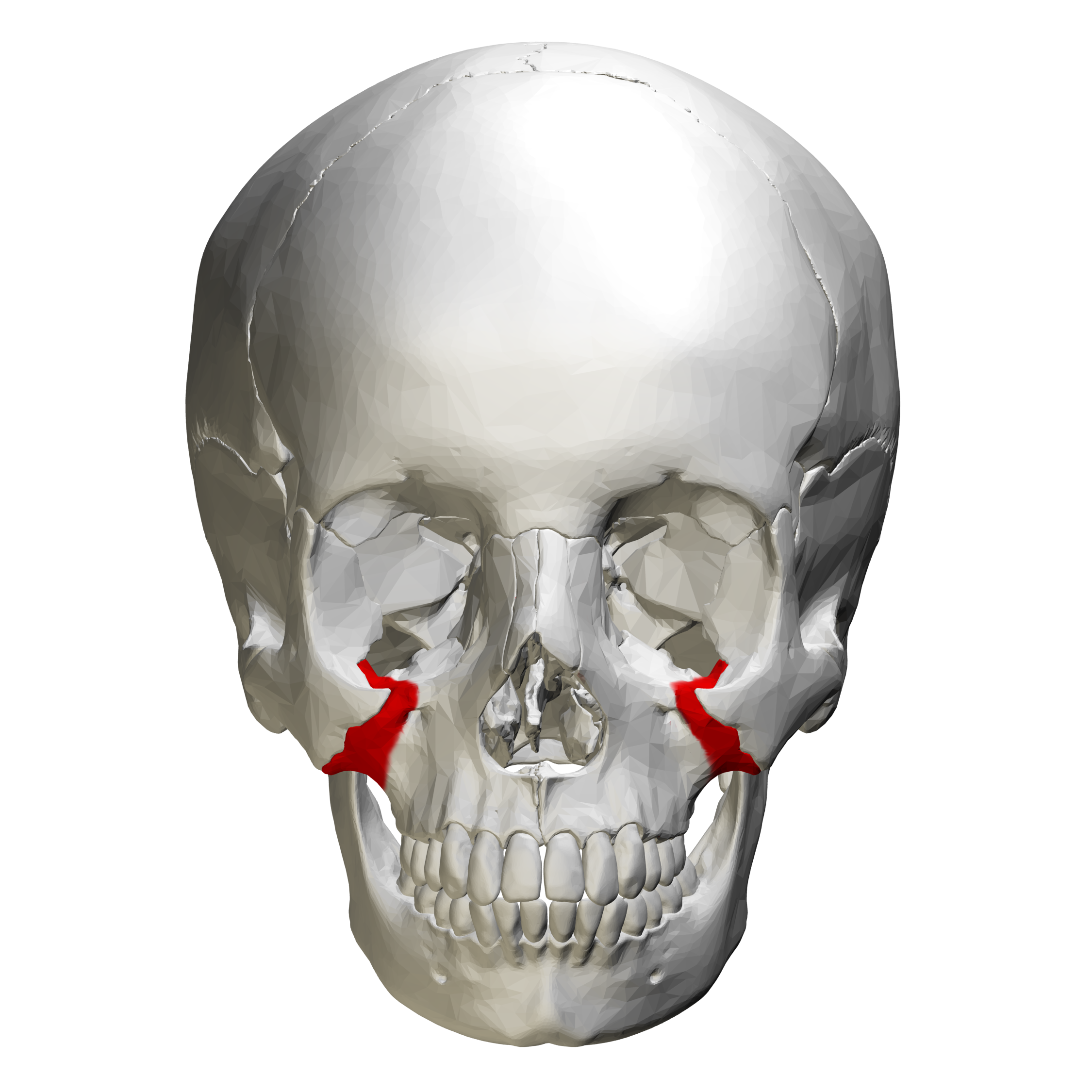 <p>zygomatic process (anterior view)</p>