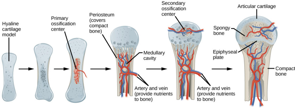 <p>what is the first step of endochondral ossification? (D)</p>