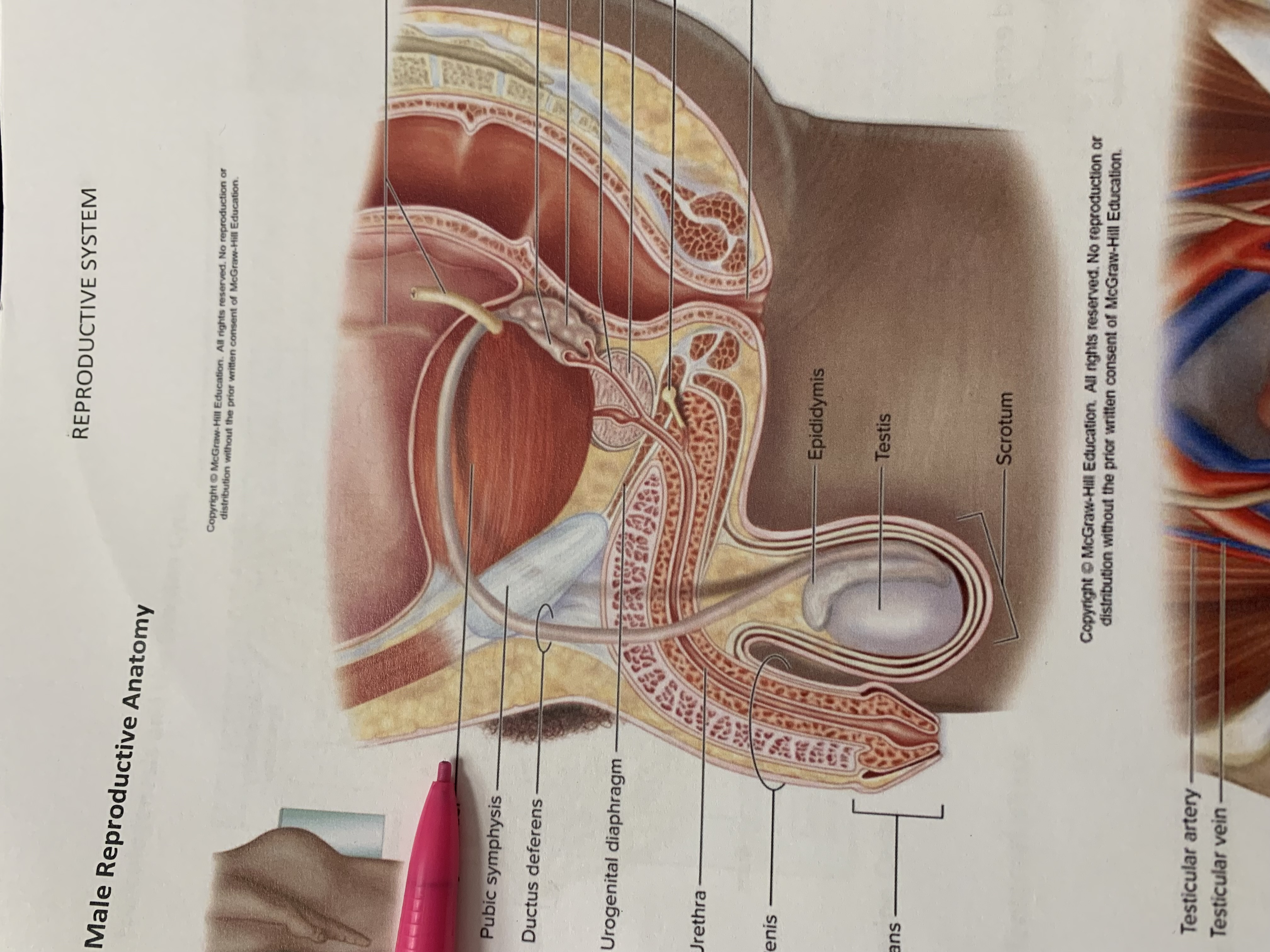 term image