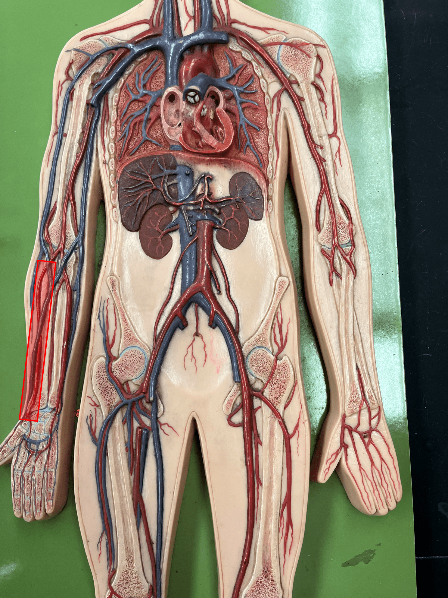 <p>• An artery of the upper limb.</p>
<p>• Originates from the brachial artery.</p>
<p>• Supplies the lateral forearm muscles.</p>