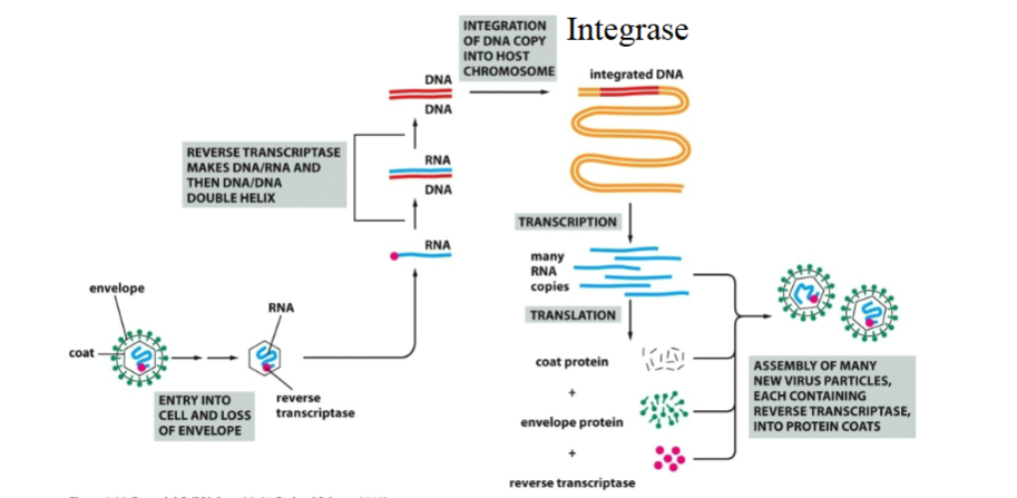 <p>What is this a diagram of</p>