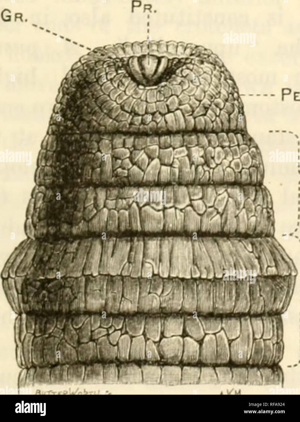 <p>The part of annelids head that is posterior-most (back)</p>