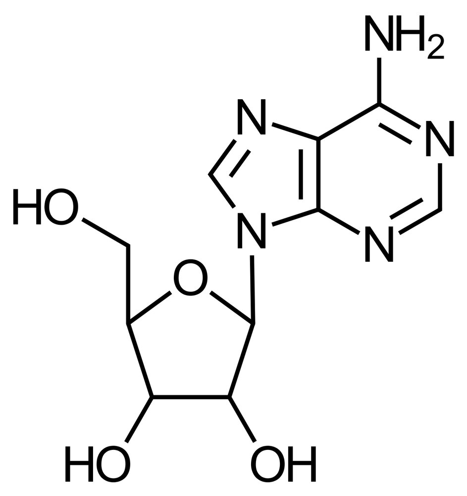 <p>A. Adenosine</p>