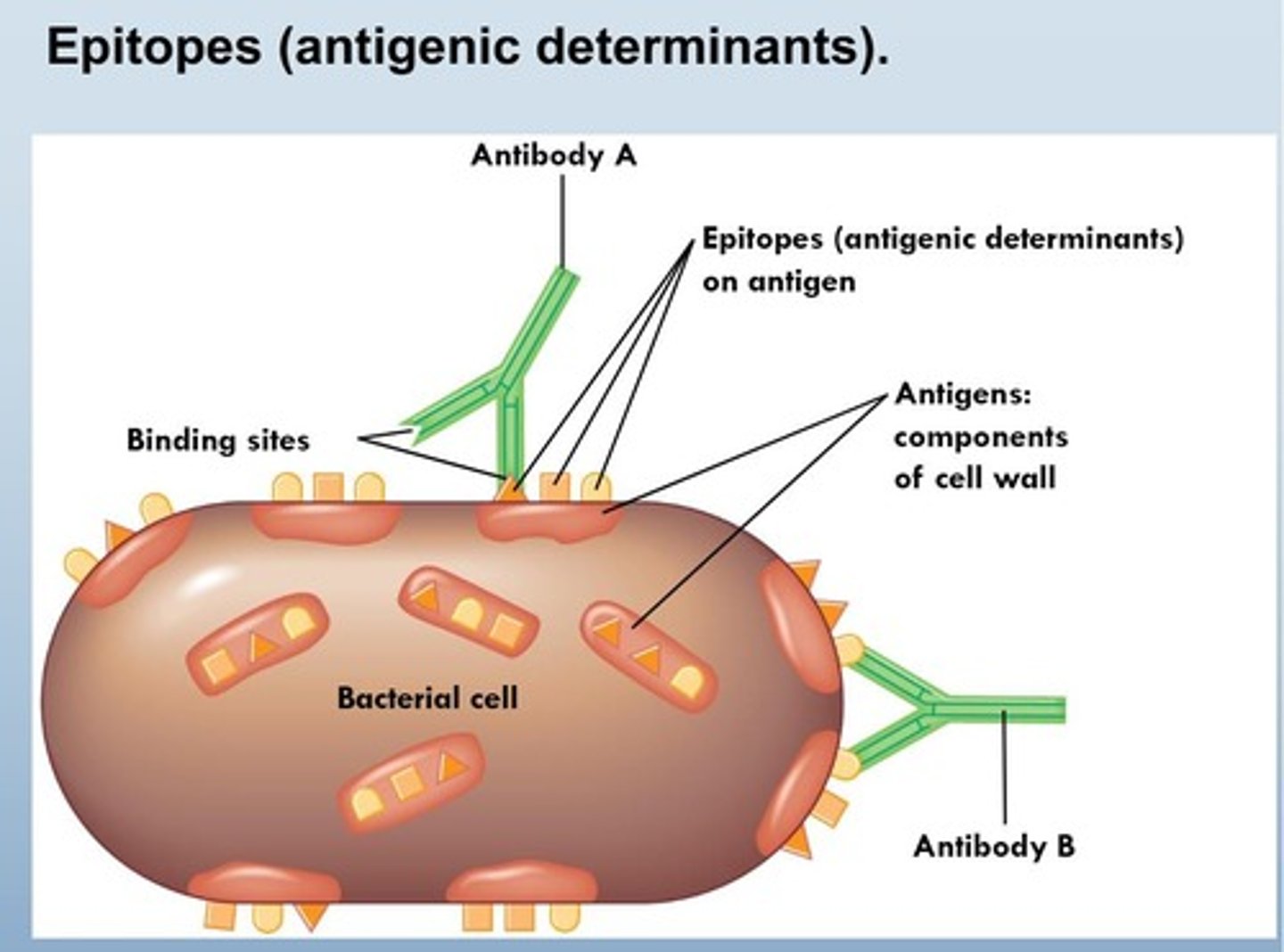 <p>Proteins that bind to specific antigens to indicate to APC to attack</p><ul><li><p>takes weeks to produce</p></li><li><p><span>Antibodies are in <strong>plasma </strong>coming from proteins&nbsp;</span></p></li><li><p><span>Tips have specific antigen-binding site&nbsp;</span></p><ul><li><p>T cell is needed </p></li></ul></li></ul><p></p>