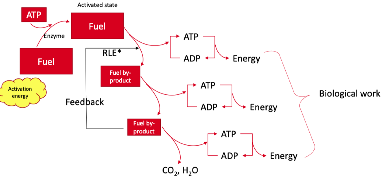 <p>Enzymes contributing to the control of the rate of a reaction</p><p></p><ul><li><p>The activity of RLE depends on accumulation of substrate further down the pathway</p></li></ul>