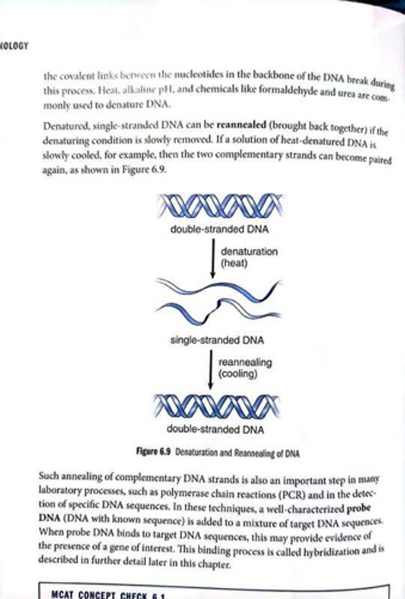 <p>Technique amplifying DNA sequences through denaturation and reannealing.</p>